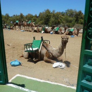 Paseo en Camellos - Maspalomas