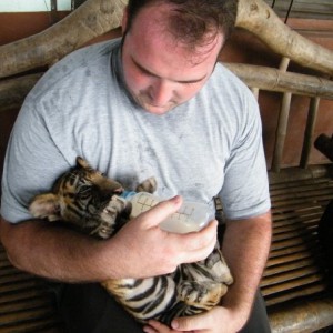 Tigre Ayutthaya