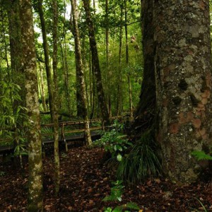 Four Sister en Waipoa Forest