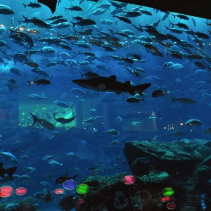The Dubai Mall