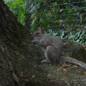 Ardilla en Prospect Park