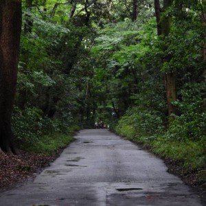 Tokio - Parque de yoyogi