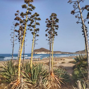 Playa de los Genoveses