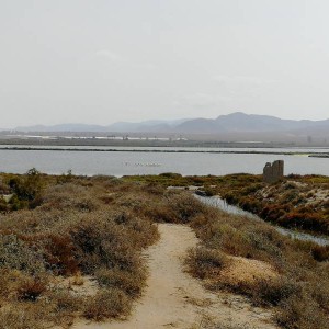 Flamencos en las Salinas del Cabo de Gata