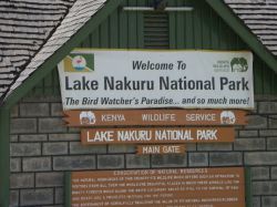 Safari Nakuru Lake