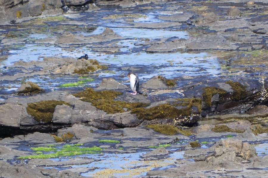Pingüino en Curio Bay