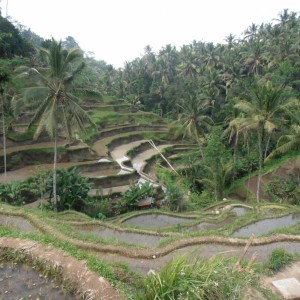 Arrozales de Tegalalang (Patrimonio de la Humanida