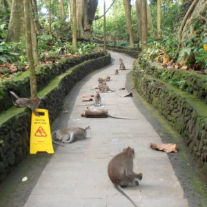 Monkey Forest