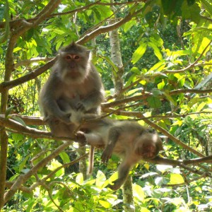 Monkey Forest