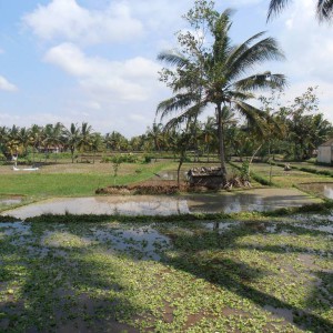 Paseo por arrozales en Ubud