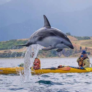 Kaikoura Kayak